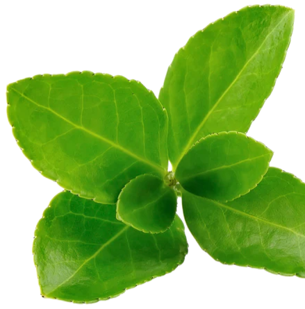 Yerba Magic-Yerba Mate Instant Tea Powder